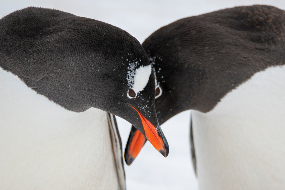 articles/N-110_Neko_Peninsule-Antarctique_CDTCharcot_StudioPonant-Olivier_Blaud.jpg