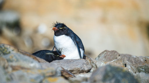 野生動物の宝庫 南極と英領フォークランド諸島へ – PONANT