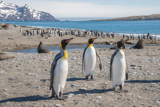 ペンギンたちの楽園 南極とサウスジョージア島へ – PONANT